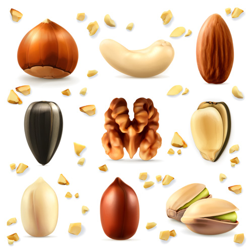 Various nuts realistic vector set