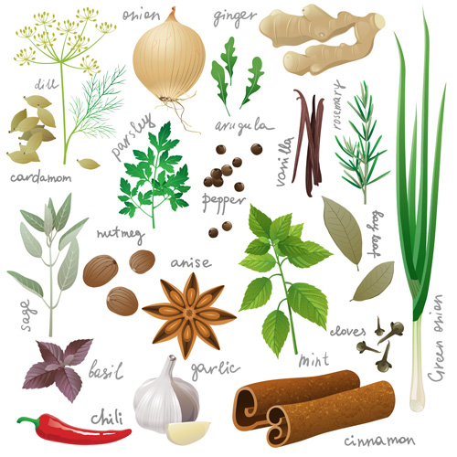 Various spices design vectors set 01