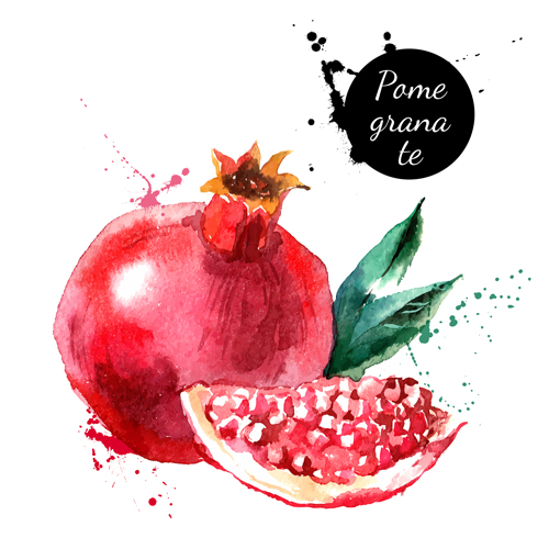 watercolor pamegranate drawn 