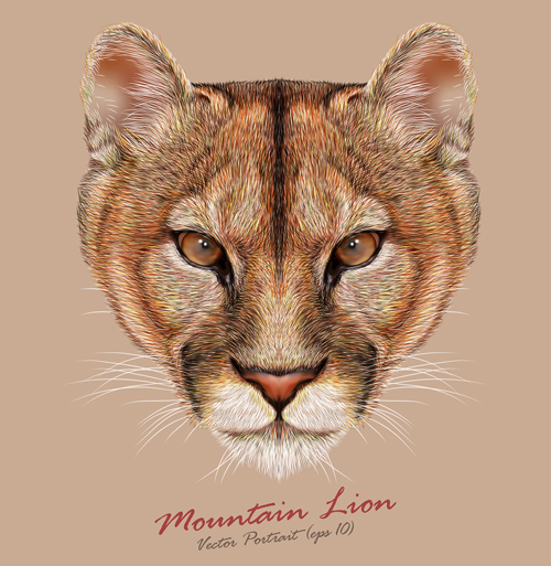 mountain lion head lion background 