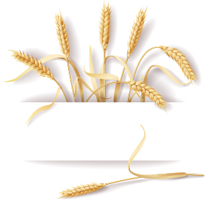 Wheat with paper background vector