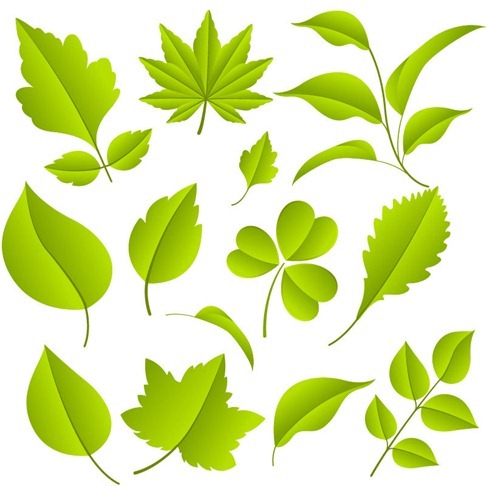 Green Leaves Vector Graphic Set
