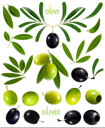 Black olives and green olives vector graphics