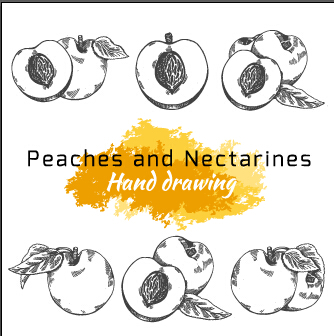 peaches nectarines Hand drawing drawing 