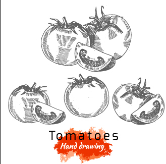 tomato Hand drawing drawing 