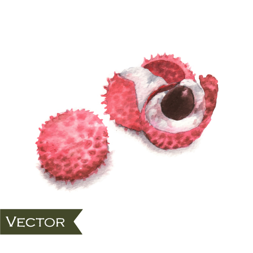 Litchi watercolor drawn vector 01