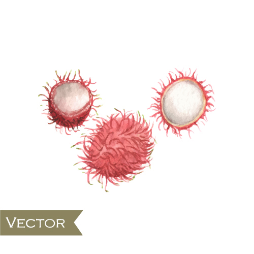 Litchi watercolor drawn vector 02