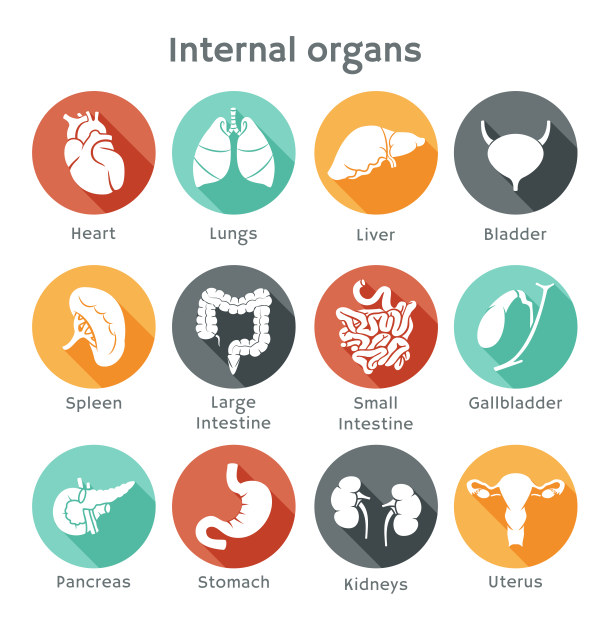 Vector Icon organs Internal Organs different 