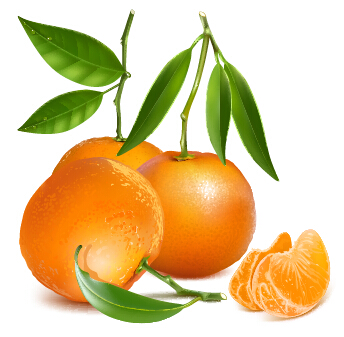 Fresh orange and green leaves vector