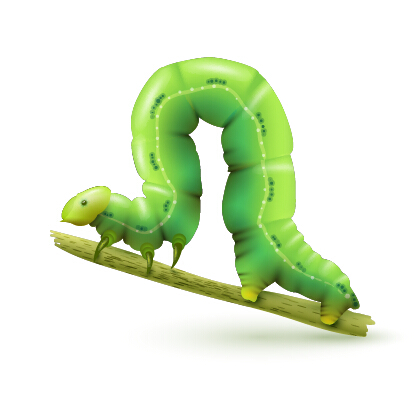 Realistic budworm vector design
