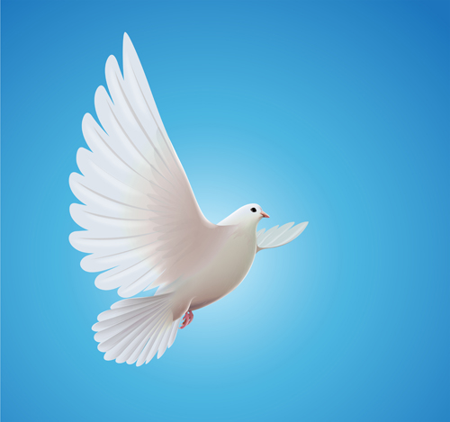 White pigeon realistic vector design 01