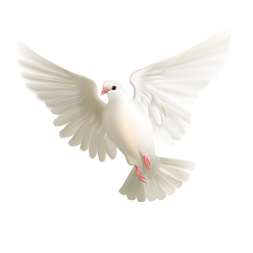 White pigeon realistic vector design 02