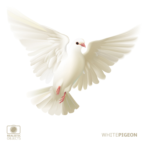 white realistic pigeon 