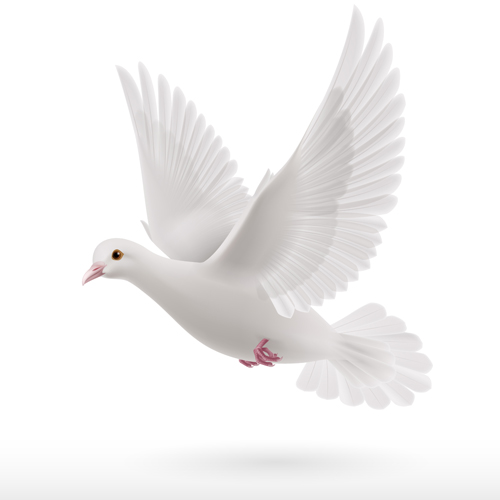 White pigeon realistic vector design 04