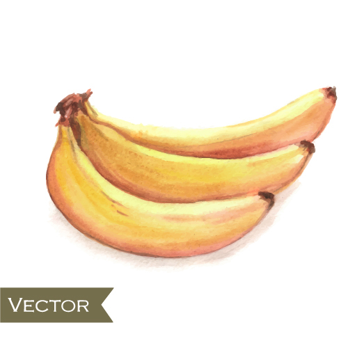 Hand drawn banana watercolor vector Hand drawn banana watercolor vector