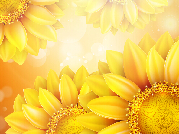 Sunflower flower with bokeh vector background 13 Sunflower flower with bokeh vector background 13