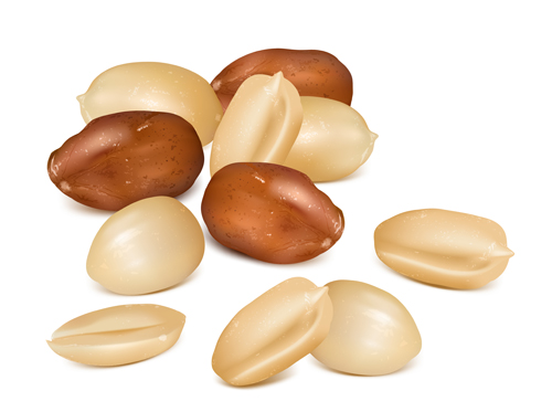 Realistic peanut vector material Realistic peanut vector material