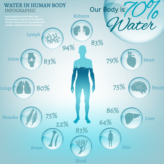 water infographic Human body 