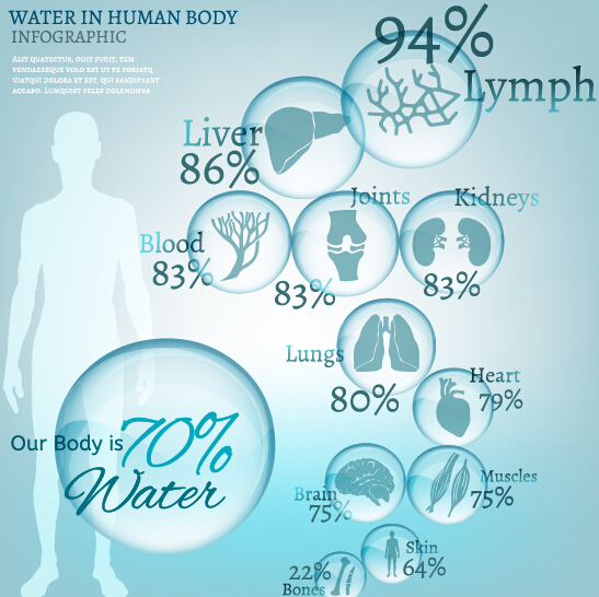 Water in human body infographic vector 02 Water in human body infographic vector 02