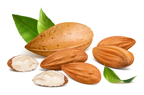 Big almonds vector graphics Big almonds vector graphics