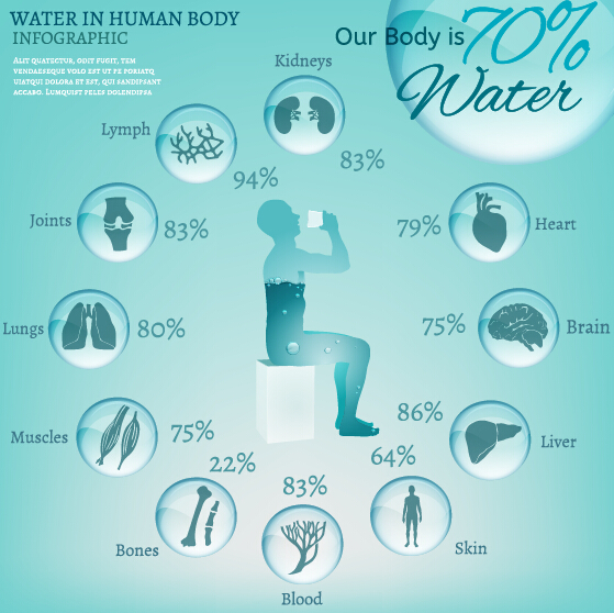 Water in human body infographic vector 03 Water in human body infographic vector 03