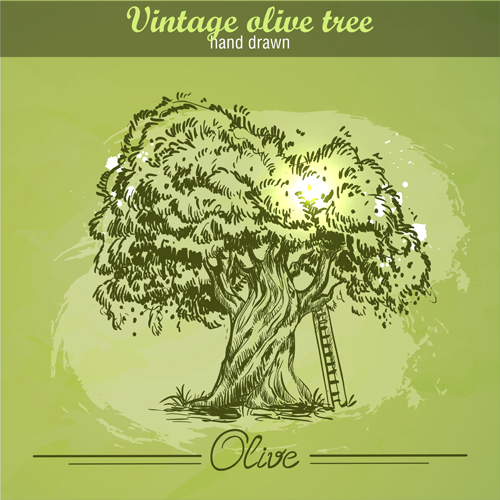 vintage tree olive hand drawn 