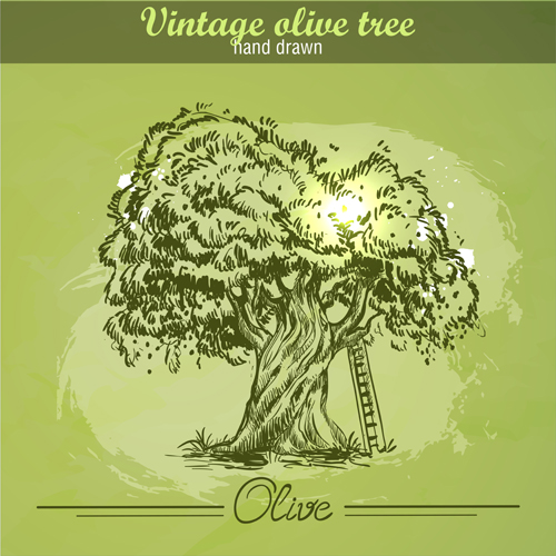 Vintage olive tree hand drawn vector 02 Vintage olive tree hand drawn vector 02