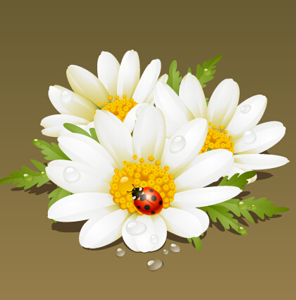 White flower and ladybug vector material White flower and ladybug vector material