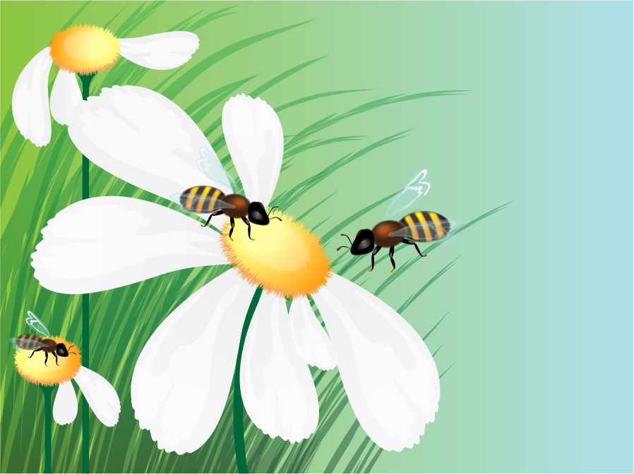 Bee with white flower and grass vector