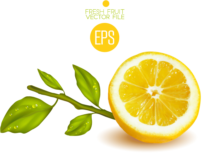 Fresh cut lemon design vector 01 Fresh cut lemon design vector 01