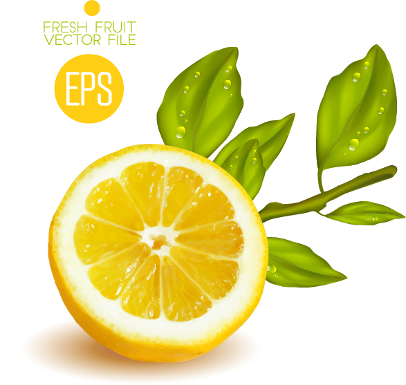 Fresh cut lemon design vector 02 Fresh cut lemon design vector 02