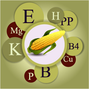Healthy food with nutrition elements vector 13 Healthy food with nutrition elements vector 13
