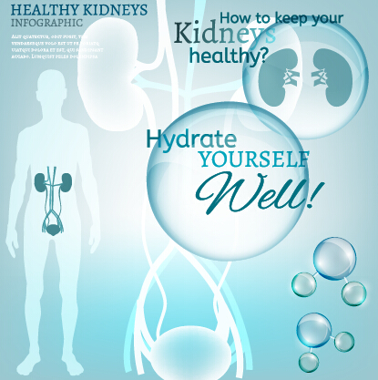Healthy kidneys infographics vector 01 Healthy kidneys infographics vector 01