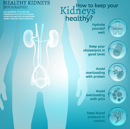 Healthy kidneys infographics vector 02 Healthy kidneys infographics vector 02