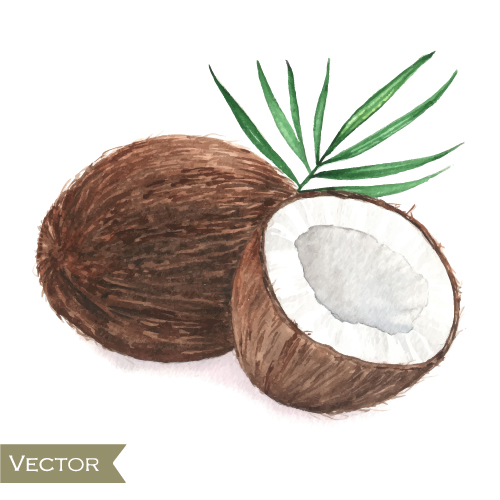 Coconut watercolor drawn vector Coconut watercolor drawn vector