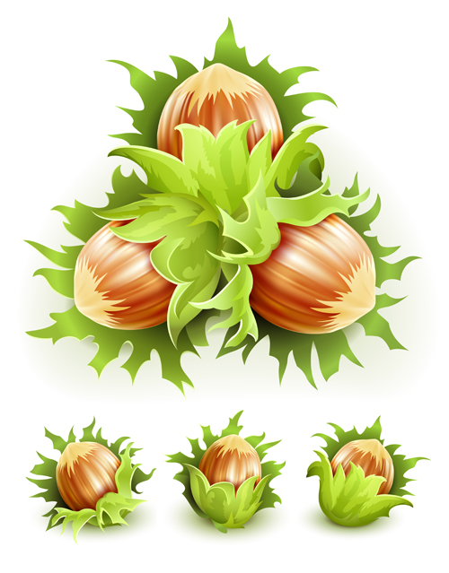 Realistic hazelnut vectors material Realistic hazelnut vectors material