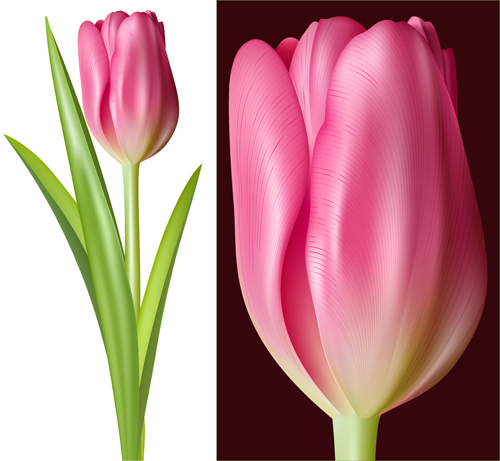 Tulip pink vector graphics Tulip pink vector graphics