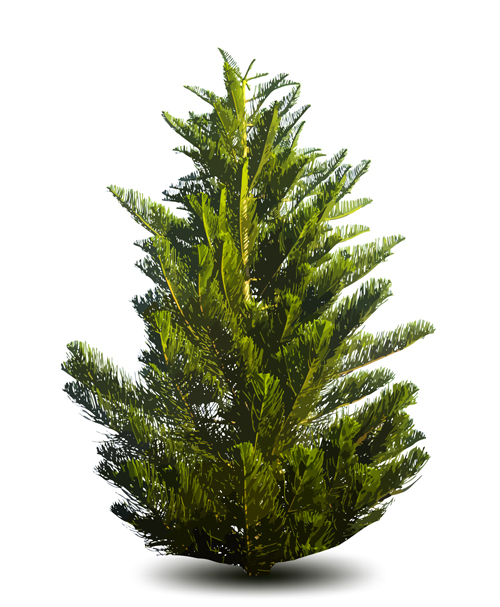 Christmas green fir tree vector material 01 Christmas green fir tree vector material 01