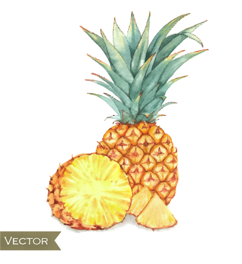 Watercolor pineapple drawn vector Watercolor pineapple drawn vector