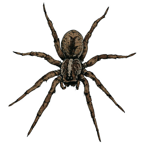 Realistic spider vector material 04