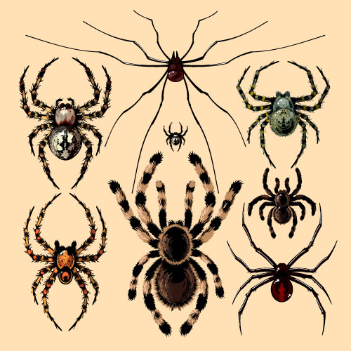Realistic spider vector material 05 Realistic spider vector material 05