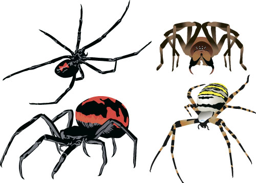 Realistic spider vector material 06 Realistic spider vector material 06