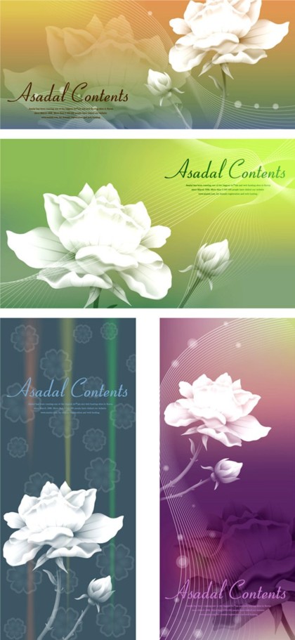 white rose personality background 