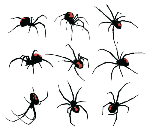 Realistic spider vector material 01 Realistic spider vector material 01