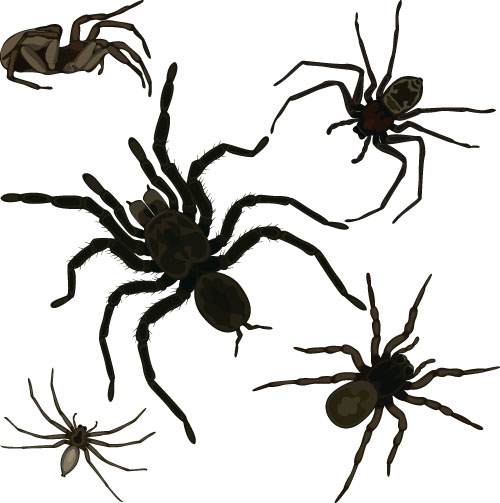 Realistic spider vector material 02 Realistic spider vector material 02