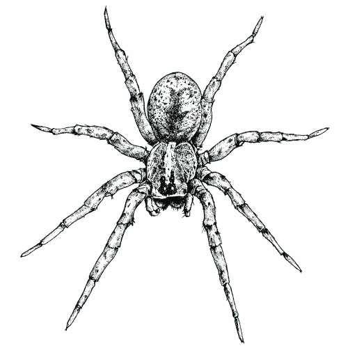 Realistic spider vector material 03 Realistic spider vector material 03