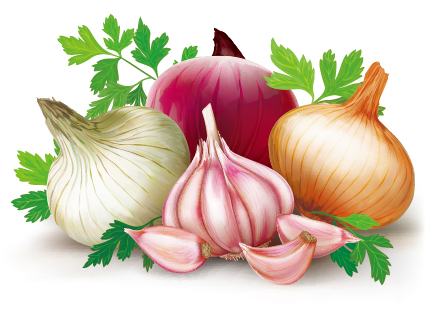 onions garlic design 