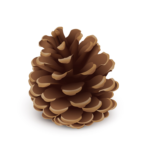 Realistlic pine cone vector material Realistlic pine cone vector material