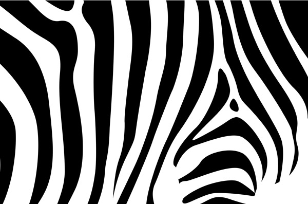 Zebra background Zebra background