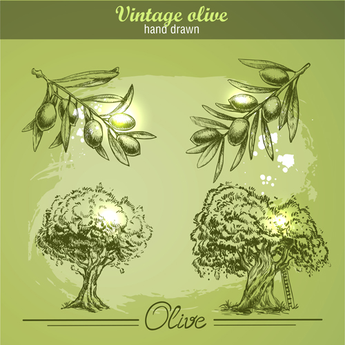 Hand drawn vintage olive vector 02 Hand drawn vintage olive vector 02